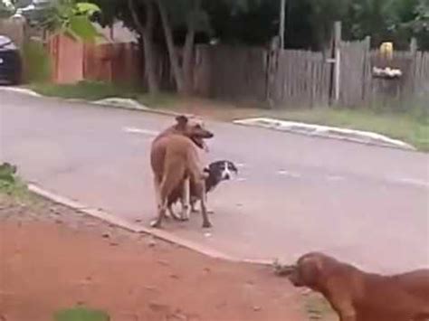 homem comendo o cu do cachorro|Olha Cão homossexual. Cachorro deu no cu do irmao.